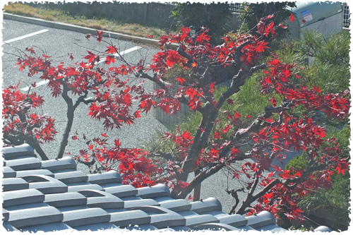 f:id:miyako2226:20121204161537j:image:w450