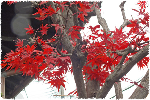 f:id:miyako2226:20121204163410j:image:w450