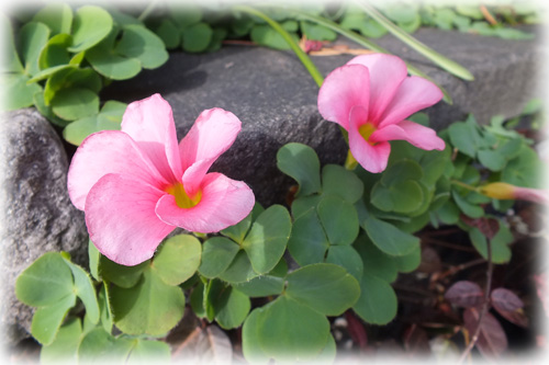 f:id:miyako2226:20121204225002j:image:w450 f:id:miyako2226:20121204225002j:image:w450