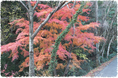 f:id:miyako2226:20121207165747j:image:w450