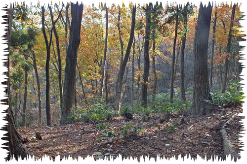 f:id:miyako2226:20121207172127j:image:w450