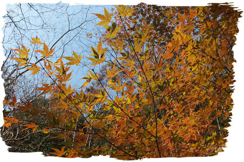 f:id:miyako2226:20121207172709j:image:w450