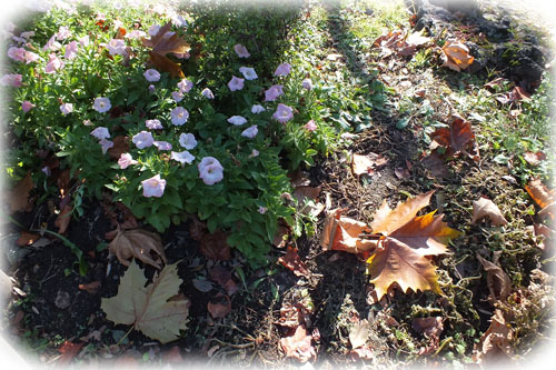 f:id:miyako2226:20121218002953j:image:w450