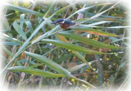 f:id:miyako2226:20121218005805j:image:w450