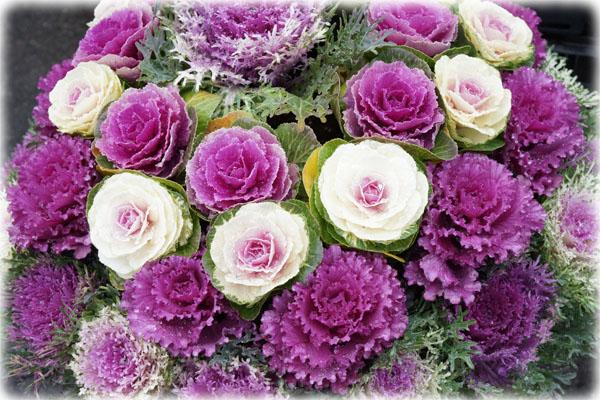 f:id:miyako2226:20121223182043j:image:w450 f:id:miyako2226:20121223182043j:image:w450