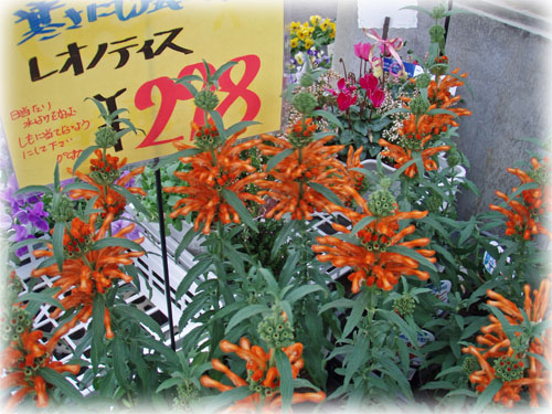 f:id:miyako2226:20121223213417j:image:w450 f:id:miyako2226:20121223213417j:image:w450