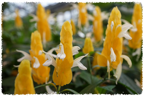 f:id:miyako2226:20121224232110j:image:w500 f:id:miyako2226:20121224232110j:image:w500