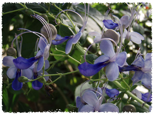 f:id:miyako2226:20121224232638j:image:w500 f:id:miyako2226:20121224232638j:image:w500