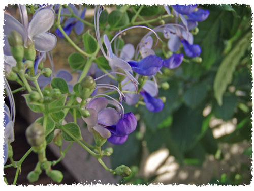 f:id:miyako2226:20121224232640j:image:w500 f:id:miyako2226:20121224232640j:image:w500