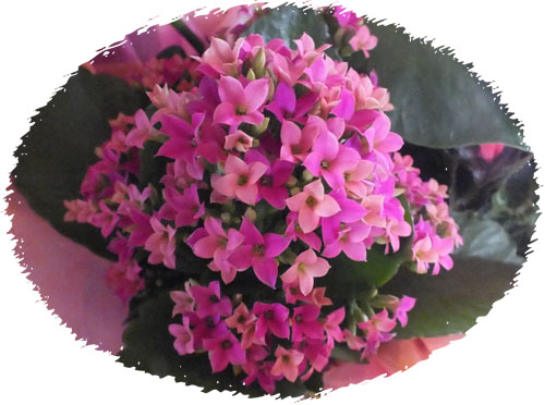 f:id:miyako2226:20121226165956j:image:w450