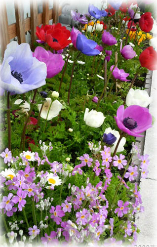 f:id:miyako2226:20130128212610j:image:w250