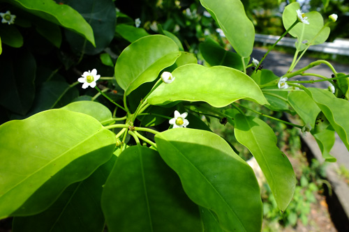 f:id:miyako2226:20130607234034j:image:w500
