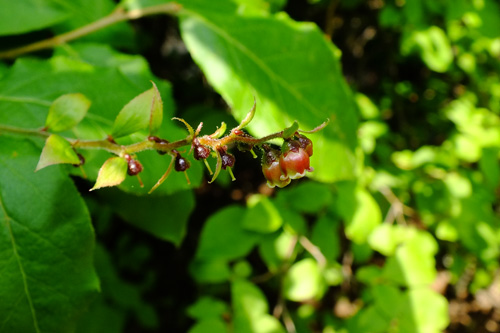 f:id:miyako2226:20130608002906j:image:w500