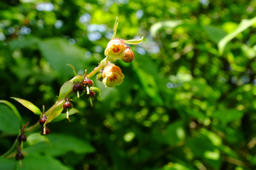 f:id:miyako2226:20130608004408j:image:w500