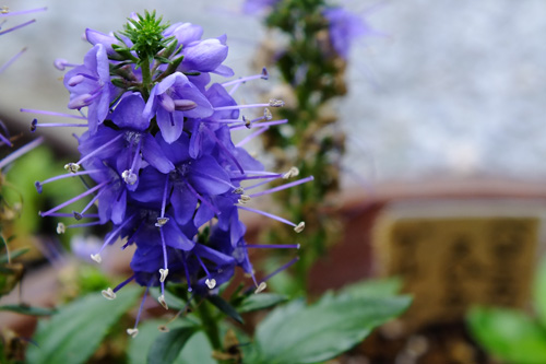 ベロニカ スピカータ ブルーブーケ コバノランタナ わが家の花たち みやこわすれ日記