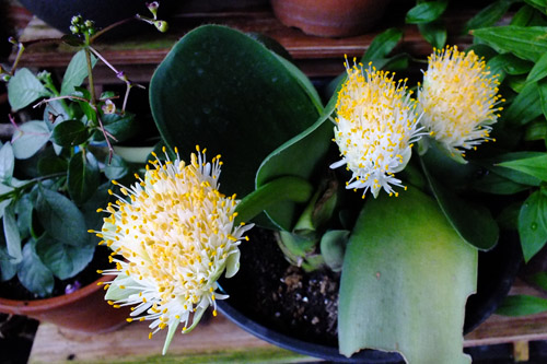 マユハケオモト みやこわすれ日記