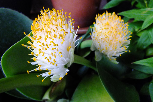 マユハケオモト みやこわすれ日記