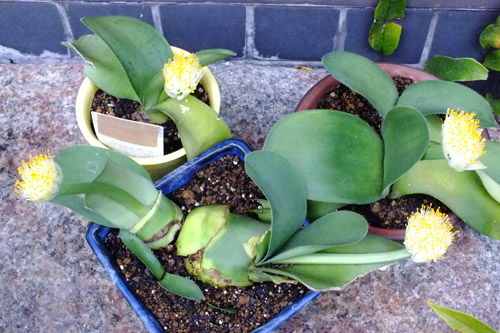 マユハケオモト みやこわすれ日記