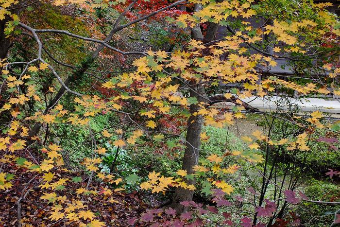 f:id:miyako2226:20141119164037j:image