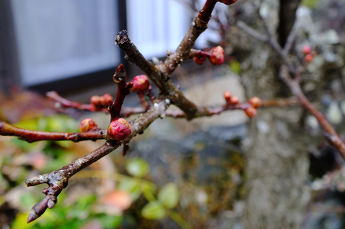 f:id:miyako2226:20150215230936j:image