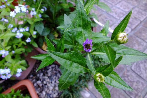 f:id:miyako2226:20150421215646j:image