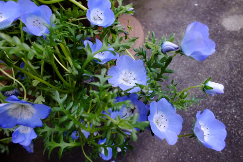 f:id:miyako2226:20150421220032j:image