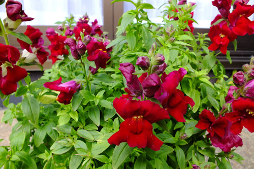 f:id:miyako2226:20150422205334j:image