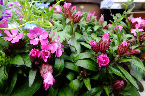 f:id:miyako2226:20150422210234j:image