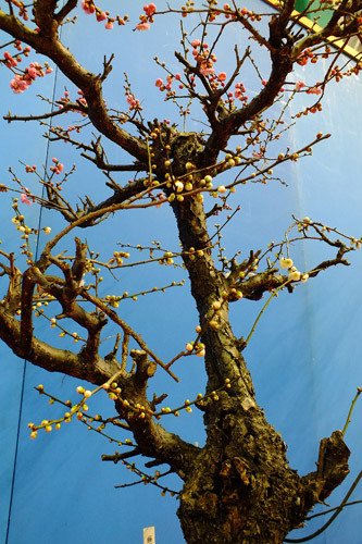 f:id:miyako2226:20160222000733j:image