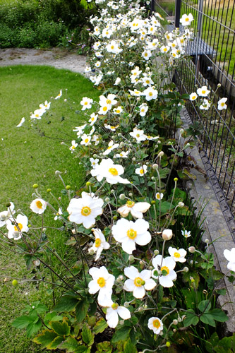 f:id:miyako2226:20161010231648j:image