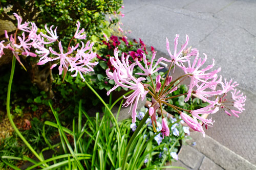 f:id:miyako2226:20161201235313j:image