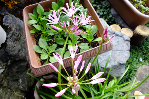 f:id:miyako2226:20161201235521j:image