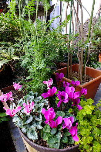 f:id:miyako2226:20161201235737j:image