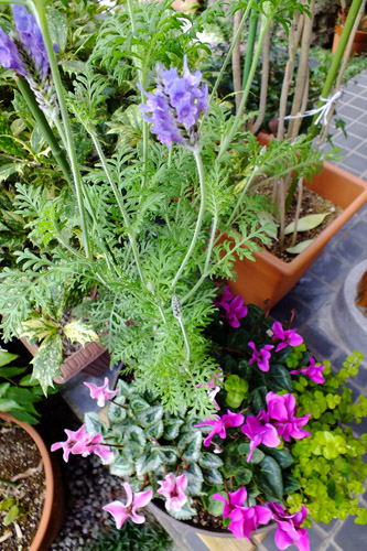 f:id:miyako2226:20161201235903j:image