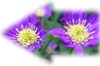 f:id:miyako2226:20170123185131j:image:right
