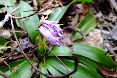 f:id:miyako2226:20170331192126j:image