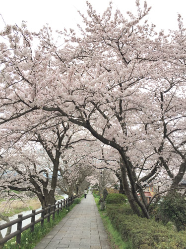 f:id:miyako2226:20170416162523j:image