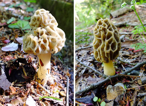 f:id:miyako2226:20170428192819j:image