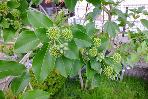 f:id:miyako2226:20170818141100j:image