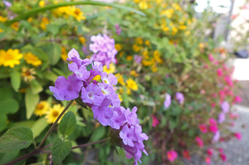 f:id:miyako2226:20171006005514j:image f:id:miyako2226:20171006005514j:image