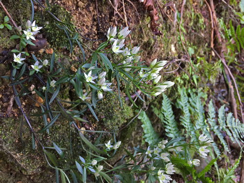 f:id:miyako2226:20171027163042j:image