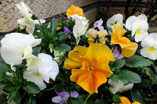 f:id:miyako2226:20180301214903j:image