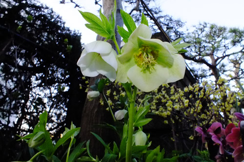 f:id:miyako2226:20180325224659j:image