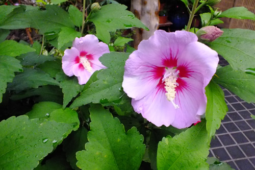 f:id:miyako2226:20180626153025j:image