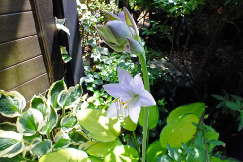 f:id:miyako2226:20180626163048j:image