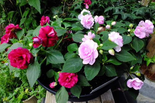 f:id:miyako2226:20180626163150j:image