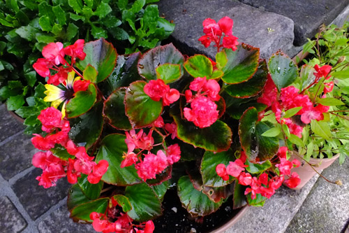 f:id:miyako2226:20180626164220j:image