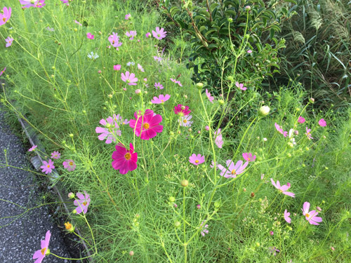 f:id:miyako2226:20180918113219j:image