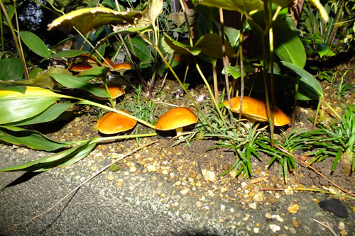 f:id:miyako2226:20180918114631j:image