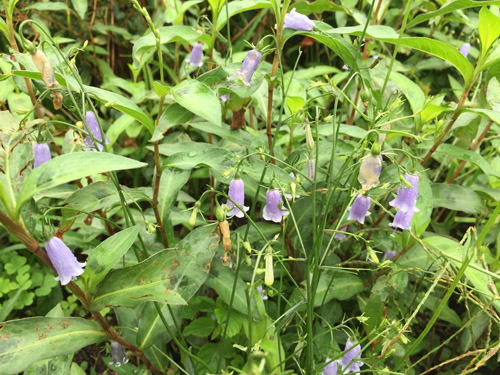 f:id:miyako2226:20180918121452j:image